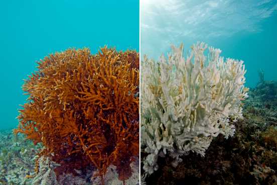 Coral bleaching.